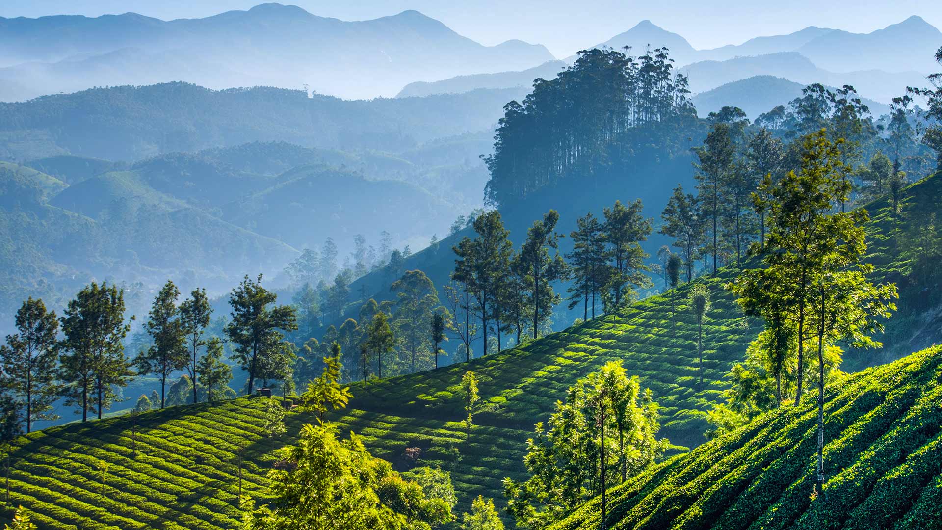 TeaGardensMunnar_ZH-CN9587720369_1920x1080.jpg